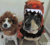 Barking Mad Canine Costumes