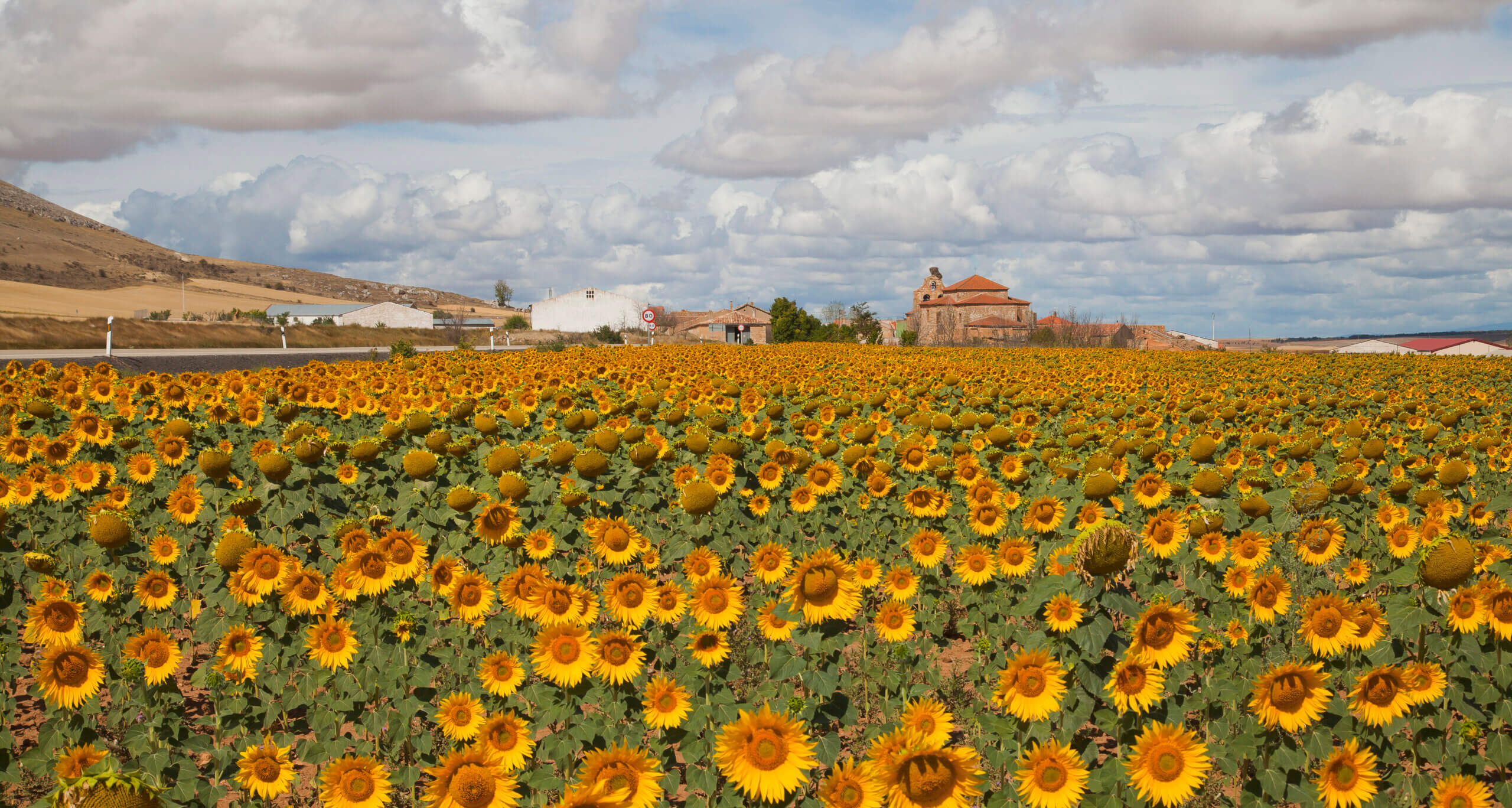 Sunflower Style: What to wear to a Sunflower field