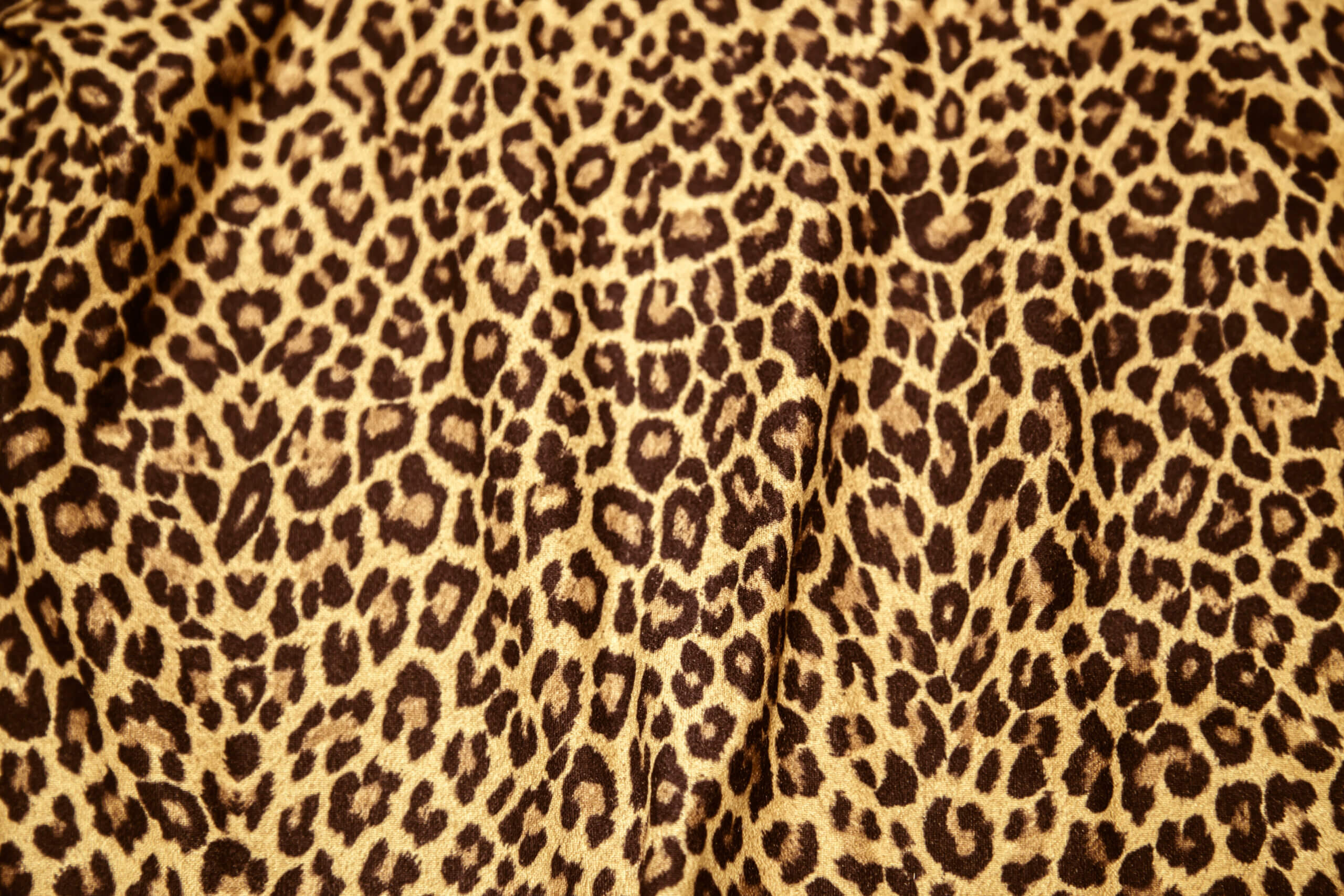 Leopard Print Takes Over – TikTok Ignites its Comeback.